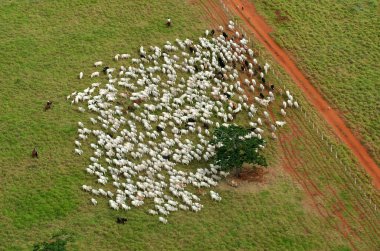 Corumb, 7 Ağustos 2006Brezilya 'nın Mato Grosso do Sul eyaletindeki Pantanal bölgesinde sığır güden kovboyların resmi.
