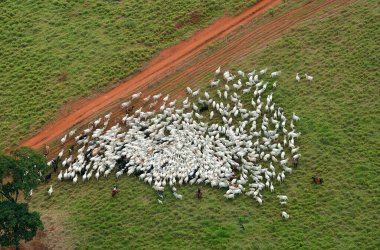 Corumb, 7 Ağustos 2006Brezilya 'nın Mato Grosso do Sul eyaletindeki Pantanal bölgesinde sığır güden kovboyların resmi.
