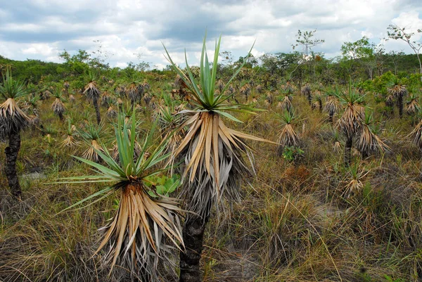 Assim Jorge Brasil Outubro 2016 Plantas Região Cerrado Parque Nacional — Fotografia de Stock