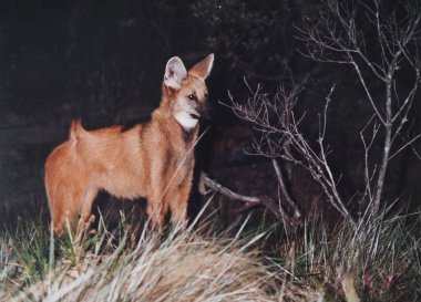 Conceio do Ibitipoca, Minas Gerais, Brazil, November 19, 2019.Maned wolf at Ibitipoca State Park in the state of Minas Gerais. clipart