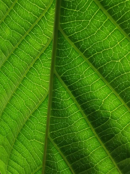 Iluminación Sombra Hojas Textura — Foto de Stock