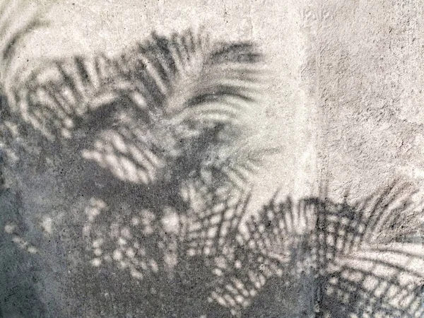 Abstract leaf palm shadow on the wall. lighting shadow palm leaves on the floor. rough texture concrete.