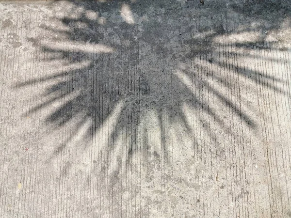 Schaduw Laat Palm Vloer Ruw Reflecteer Verlichting Schaduw Betonnen Straat — Stockfoto