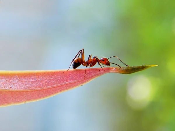 Formigas Vermelhas Andando Nas Extremidades Das Folhas Vermelhas — Fotografia de Stock