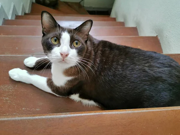 タイの茶色の猫は家の階段に座っている 猫が上を見てる かわいいペット — ストック写真
