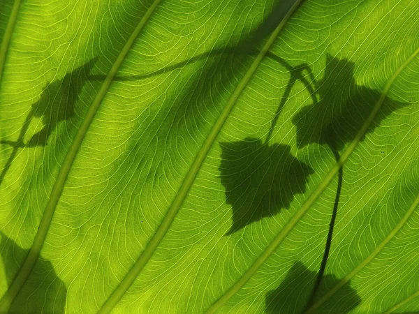 葉には太いひょうたんの葉の影が反映されています 葉の下からの写真 — ストック写真