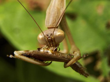 Çekirge kahvaltısını yaprak üstünde yer..