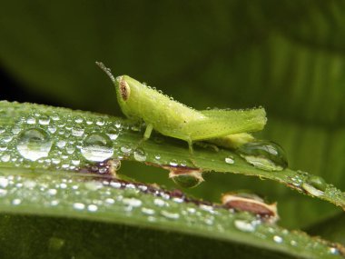 Çekirge ve çiy damlaları bir yaprağa tünemiş..