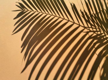 Krem rengi beton duvardaki soyut gölge palmiye yaprağı.