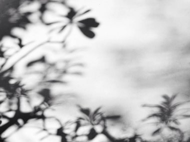 Dalların ışığı ve gölgesi ve beton duvardaki yapraklar.