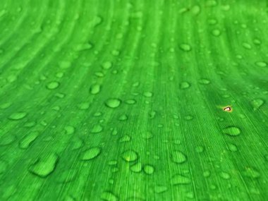 Muz yaprağı yüzeyi ve su damlacıkları yaprağın arka görüntüsünden.