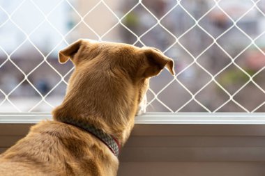 Güvenlik ağıyla pencereden bakan kahverengi köpek..