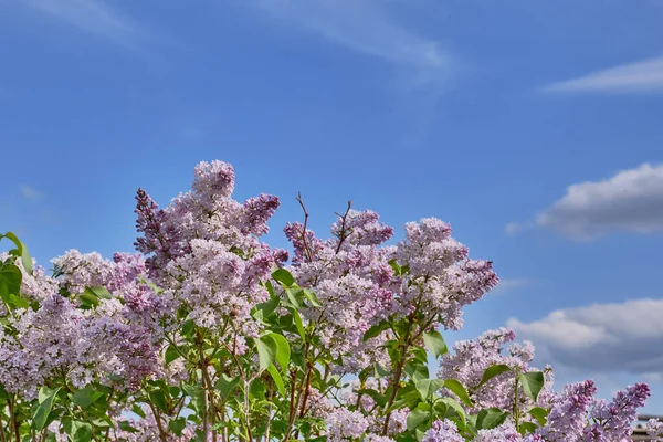 Arbusto Lilás Florescendo Fundo Céu Azul — Fotografia de Stock