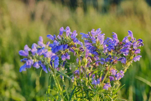 Strauß Frischer Blauer Wildblumen Vom Sonnenlicht Erhellt Auf Einem Hintergrund — Stockfoto