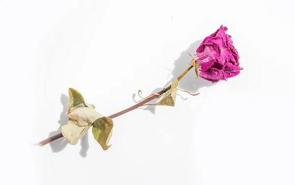 Fleur Rose Flétrie Sur Fond Blanc — Photo