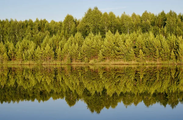 Fileiras Pinheiros Bétulas Margem Lago São Refletidas Simetricamente Superfície Água — Fotografia de Stock