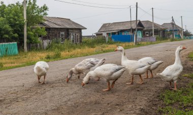 Sibirya köyünde sokakta yürüyen beyaz kazlar. Rusya.