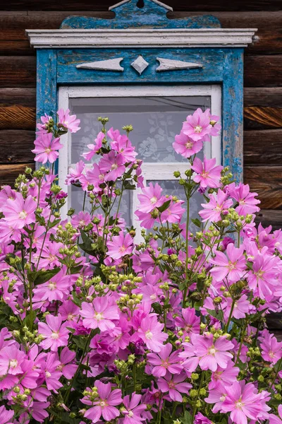 Window with old wood shabby blue platbands in the village house. Mallow bush with delicate pink flowers Siberian village. Russia. — Stock Image Window Old Wood Shabby Blue Platbands Village House Mallow Bush Stock Photo