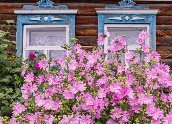 Two window with old wood shabby blue platbands in the village house. Mallow bush with delicate pink flowers Siberian village. Russia. — Stock Image Two Window Old Wood Shabby Blue Platbands Village House Mallow Royalty Free Stock Photos