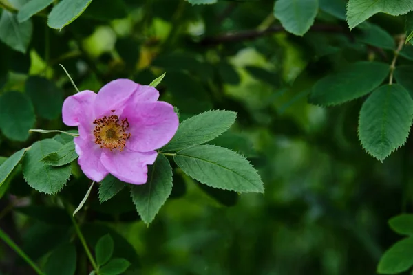 Nahaufnahme Einer Wilden Hagebuttenblüte Auf Dunkelgrünem Hintergrund — Stockfoto