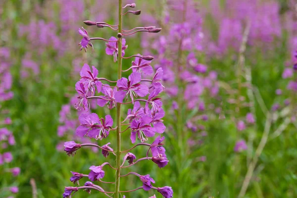 密接火雑草の野生の花を 牧草地に咲く Chamaenerion Angustifolium Ivan茶 — ストック写真