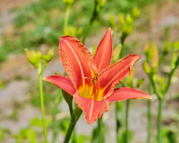 Una Bella Gemma Fiore Giglio Arancione Primo Piano Emerocallis — Foto Stock