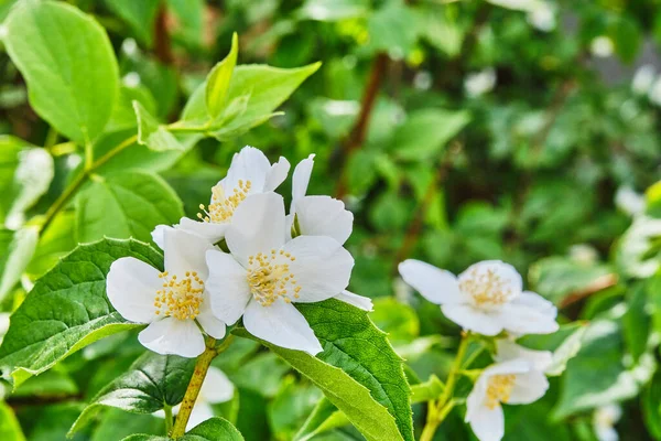 White flowers of a decorative shrub Mock oranges, Philadelphus. Close-up. Place for text