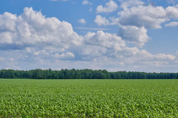 Agricultural Field Corn Background Beautiful Cloudy Sky Summer Landscape — Stock Photo, Image