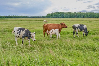Beyaz ve kahverengi buzağı, ineğin memesinden süt emer. Bir inek sürüsü otlakta otluyor. Boşluğu kopyala