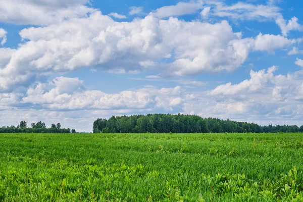 Campo Agrícola Com Grama Perene Contexto Belo Céu Nublado Paisagem — Fotografia de Stock