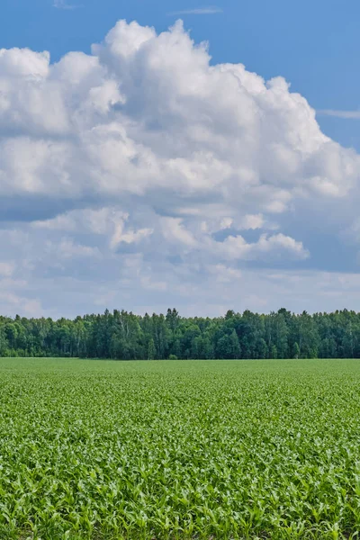 Agricultural Field Corn Background Beautiful Cloudy Sky Summer Landscape — Stock Photo, Image