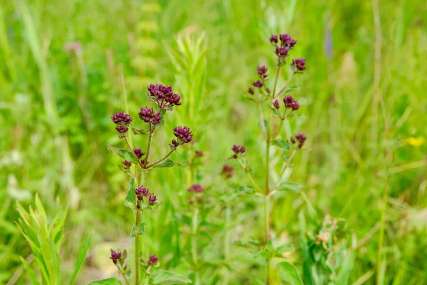 Floraison Origan Sauvage Parmi Herbe Dans Prairie — Photo