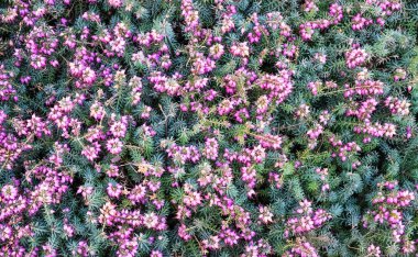 Arka plan olarak Heather 'ı çiçeklendirmenin dokusu. Üst Manzara. Erica gracilis.