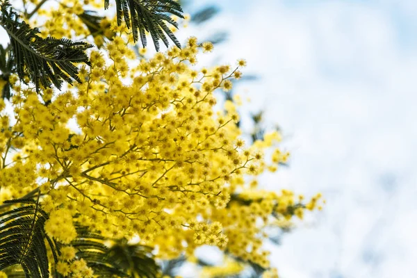 Желтые Цветы Мимозы Фоне Синего Принято Место Текста — стоковое фото