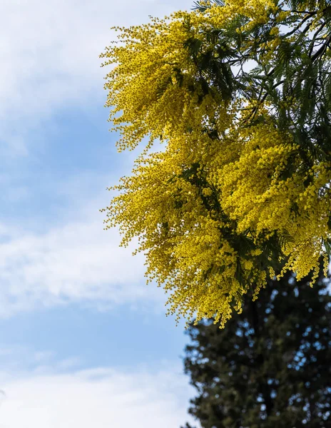 Ramuri Flori Galbene Ale Unui Copac Mimosa Înflorit Fundal Cer — Fotografie, imagine de stoc