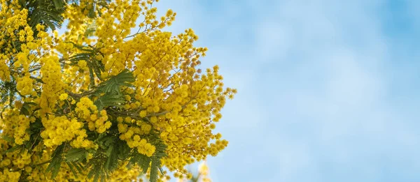 Flori Galbene Ale Unui Copac Mimosa Fundal Cer Albastru Banner — Fotografie, imagine de stoc