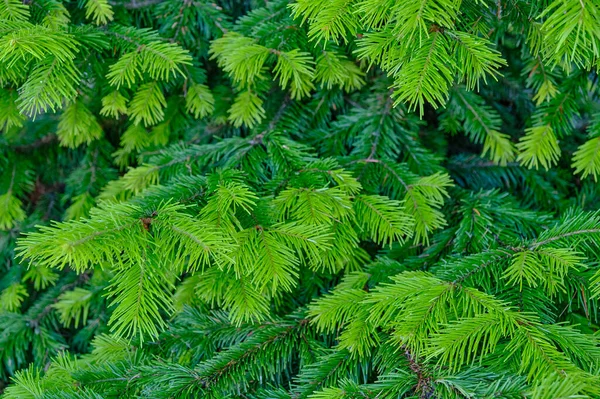 Texture Des Branches Épinette Avec Des Pousses Vert Clair Comme — Photo