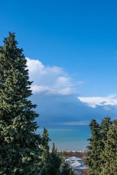 Paisaje Marino Abeto Verde Esponjoso Fondo Del Mar Hermoso Cielo — Foto de Stock