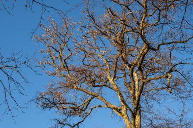 Eski bir Sycamore Platanus 'un mavi gökyüzünde eski kahverengi yaprakları olan manzaralı dalları.
