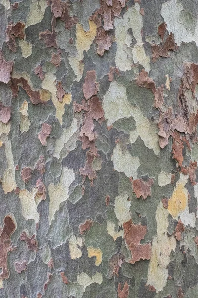 Textur Der Rinde Eines Baumes Platanus Platanus Als Vertikaler Hintergrund — Stockfoto