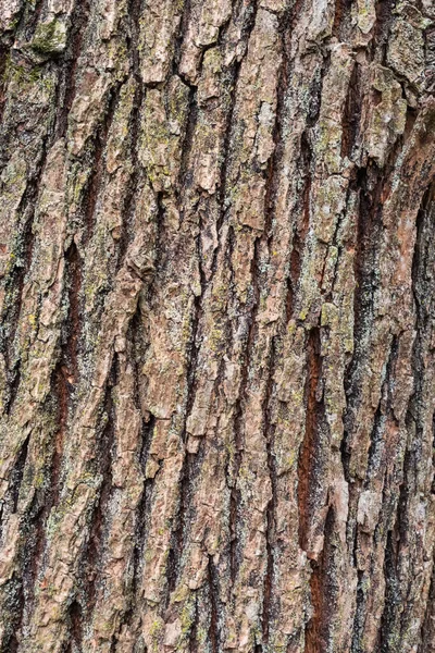 Textuur Van Schors Van Een Oude Boom Lichtjes Bedekt Met — Stockfoto