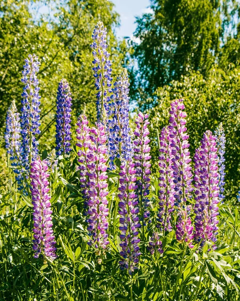 夏の風景 森を背景に 野生の青やピンクの花を咲かせます 花のマクロ — ストック写真