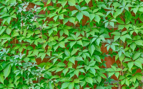 Texture Green Leaves Maiden Grape Creeper Orange Brick Wall Background — Stock Photo, Image
