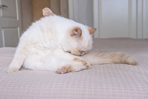 Cute beige domestic cat is cleaning itself. Hygiene. Daily routine. Lifestyle.