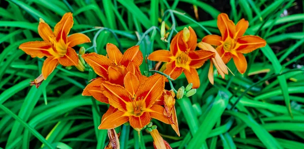 Bellissimo Boccioli Giglio Arancione Fiori Diurni Sfondo Verde Brillante Hemerocallis — Foto Stock