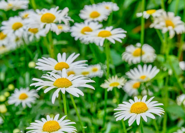 Una Bella Cime Fiori Camomilla Sfondo Verde — Foto Stock