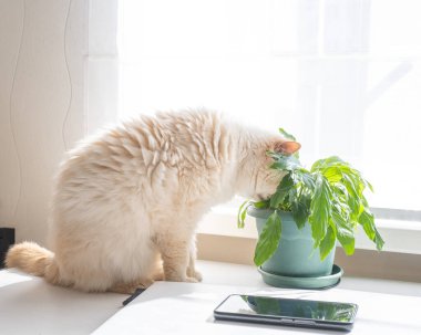 Bej rengi sevimli kedi, bir saksının içindeki yeşil yaprakları yiyor, masanın üzerinde duruyor.