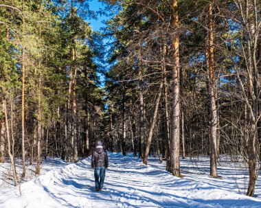 Güzel kış ormanı manzarası. Siyah ceketli, kot pantolonlu ve örgü şapkalı bir adam güneşli bir günde çam ormanında karlı bir yolda yürüyor..