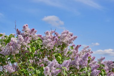 Mavi gökyüzünün arka planında açan leylak çalısı