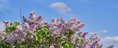 Mavi gökyüzünün arka planında çiçek açan leylak çalısı. Pankart